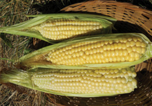 Load image into Gallery viewer, Organic Non-GMO Corn Ashworth Sweet