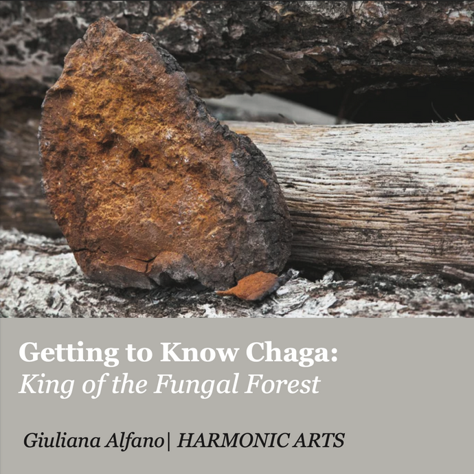 Getting to Know Chaga: King of the Fungal Forest