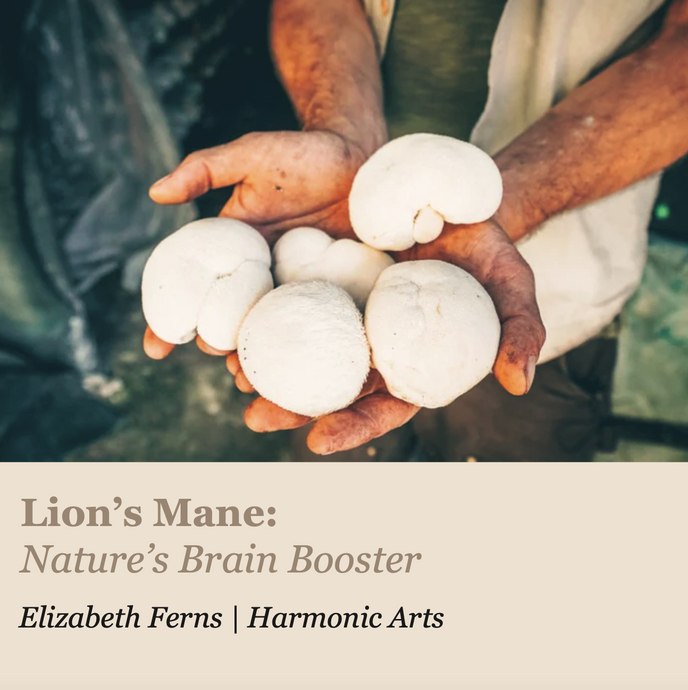 Lion’s Mane: Nature’s Brain Booster