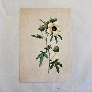 "White Poppy" Vintage Botanical Greeting Card