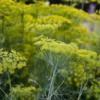 Organic Non-GMO Bouquet Dill Seeds