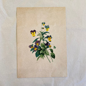 "Violets" Vintage Botanical Greeting Card