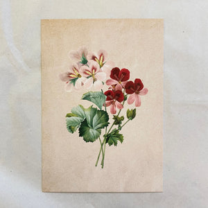 "Hybrid Amaryllis" Vintage Botanical Greeting Card