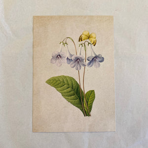 "Trumpeter" Vintage Botanical Greeting Card