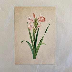 "Pink Geranium" Vintage Botanical Greeting Card