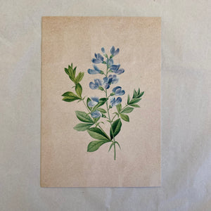 "Indigo" Vintage Botanical Post Card Greeting Card