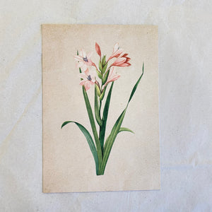 "Bell Flower" Vintage Botanical Greeting Card