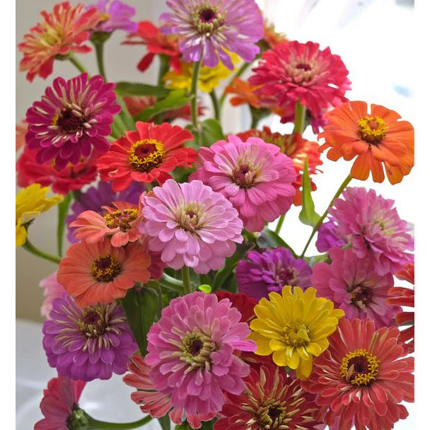 Zinnia County Fair Organic Seeds
