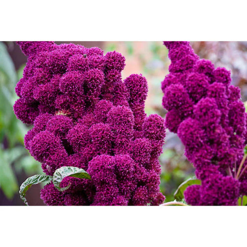 Amaranth Elephant Head Organic Seeds