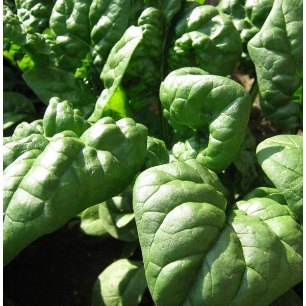 Organic Non-GMO Spinach Giant Winter