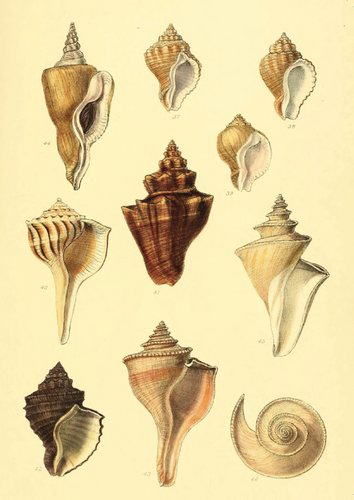 Shell Collection Notecard by Gallant Stationery Co.