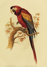 Load image into Gallery viewer, Scarlet Macaw Notecard by Gallant Stationery Co.