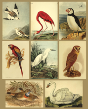 Load image into Gallery viewer, Avians Collection Notecards by Gallant Stationery Co.