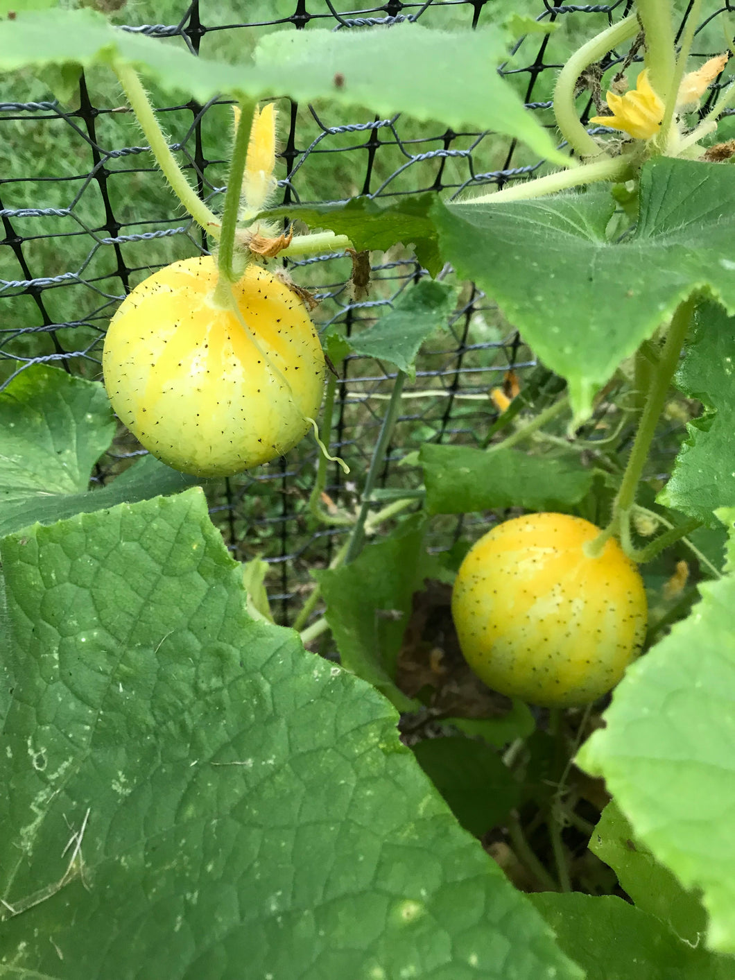 Organic Non-GMO Lemon Cucumber Seeds