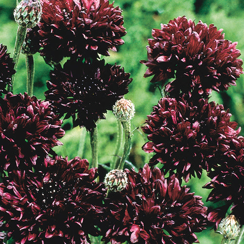 Organic Non-GMO Cornflower Black Seeds