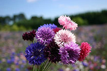 Load image into Gallery viewer, Organic Non-GMO Cornflower Polka Dot (Bachelor&#39;s Buttons) Seeds