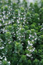 Load image into Gallery viewer, Organic Non-GMO Thyme, English Seeds