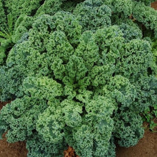Load image into Gallery viewer, Organic Non-GMO Blue Scotch Curled Kale