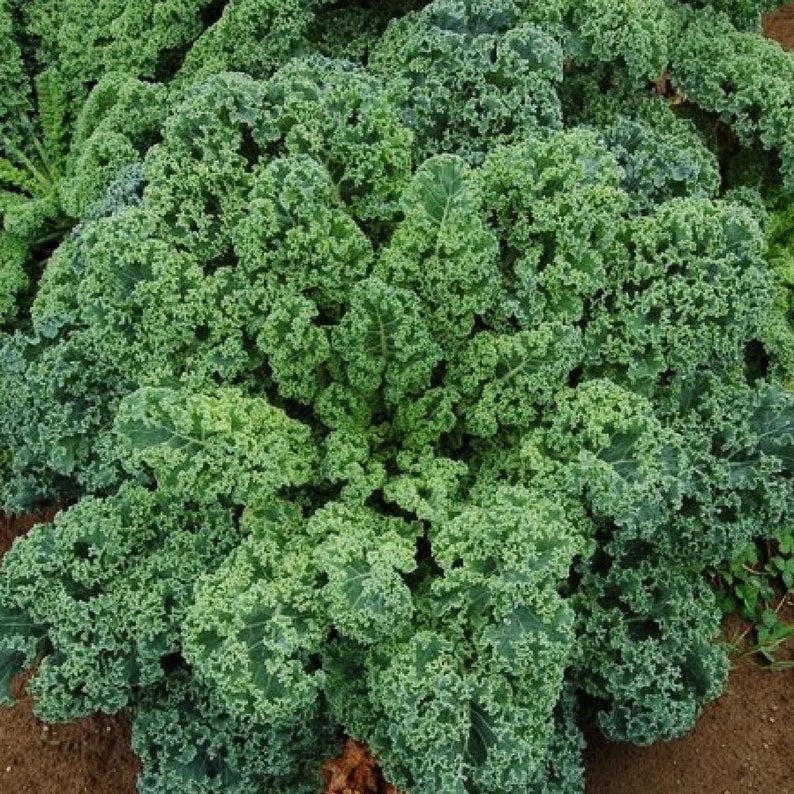 Organic Non-GMO Blue Scotch Curled Kale