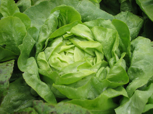 Organic Non-GMO Buttercrunch Lettuce