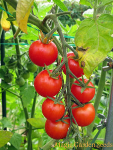 Organic Non-GMO Gardener's Delight Cherry Tomato