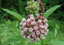 Load image into Gallery viewer, Native Wildflower Common Milkweed