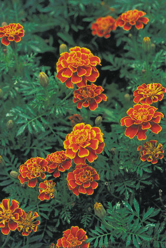 Organic Non-GMO French Marigold.