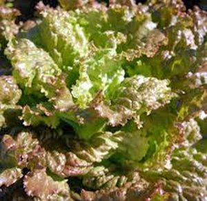Organic Non-GMO Rouge d'Hiver Lettuce Seeds