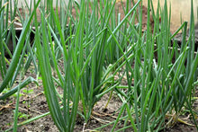 Load image into Gallery viewer, Organic Non-GMO Evergreen Bunching Onion