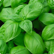 Load image into Gallery viewer, Organic Non-GMO Basil, Italian Large Leaf Seeds