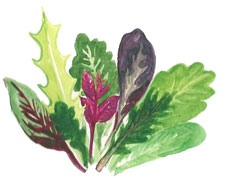 Organic Non-GMO Mild Salad Mix Seeds