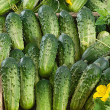 Load image into Gallery viewer, Organic Non-GMO Super Zagross Cucumber Seeds