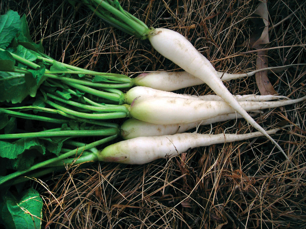 Organic Non-GMO White Icicle Radish Seeds
