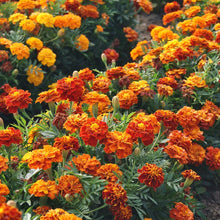 Load image into Gallery viewer, Organic Non-GMO French Marigold.
