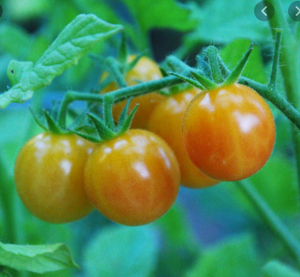 Organic Non-GMO Bi-Colour Cherry Tomato
