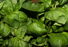 Load image into Gallery viewer, Organic Non-GMO Basil, Genovese