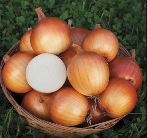 Organic Non-GMO Onion New York Early