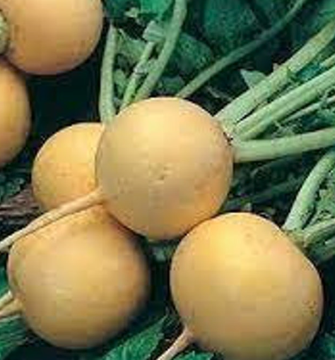Organic Non-GMO Golden Globe Turnip Seeds