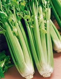 Organic Non-GMO Celery Tall 'Utah' Seeds