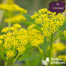 Load image into Gallery viewer, Native Wildflower Golden Alexanders
