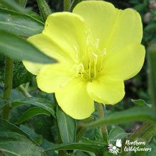 Load image into Gallery viewer, Native Wildflower Common Evening Primrose Seeds