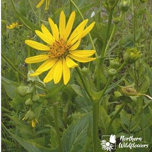Native Wildflower Cup Plant Seeds