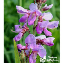 Load image into Gallery viewer, Native Wildflower Canada Tick Trefoil