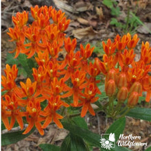 Load image into Gallery viewer, Native Wildflower Butterfly Milkweed