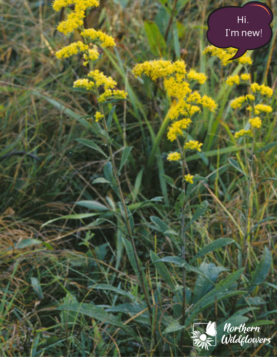 Native Wildflower Grey Goldenrod Seeds