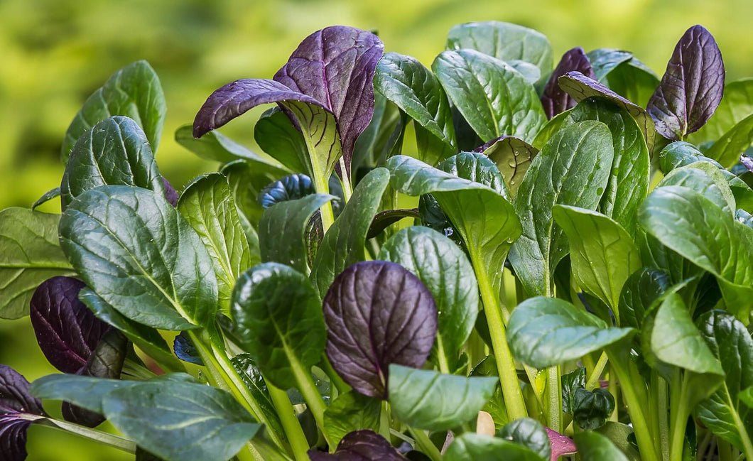 Organic Non-GMO Asian Greens Salad Mix Seed