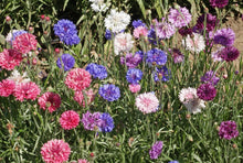 Load image into Gallery viewer, Organic Non-GMO Cornflower Polka Dot (Bachelor&#39;s Buttons) Seeds