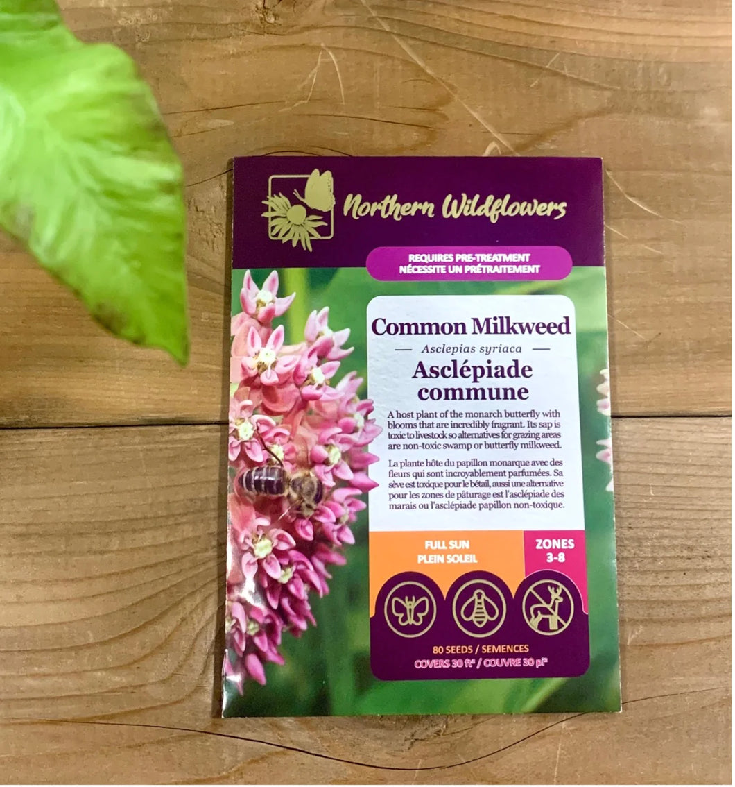 Native Wildflower Common Milkweed