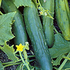 Organic Non-GMO Marketmore 80 Cucumber