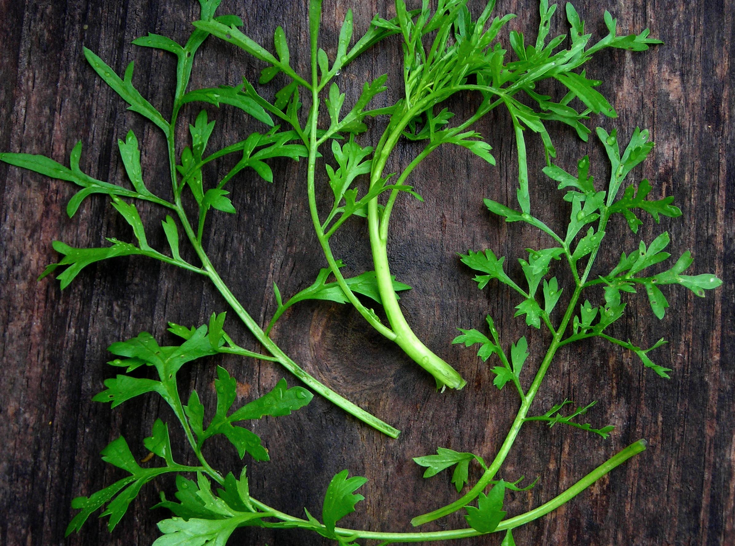 Persian Garden Cress